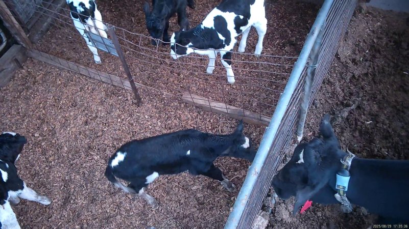Mother cow looks at calves through fence