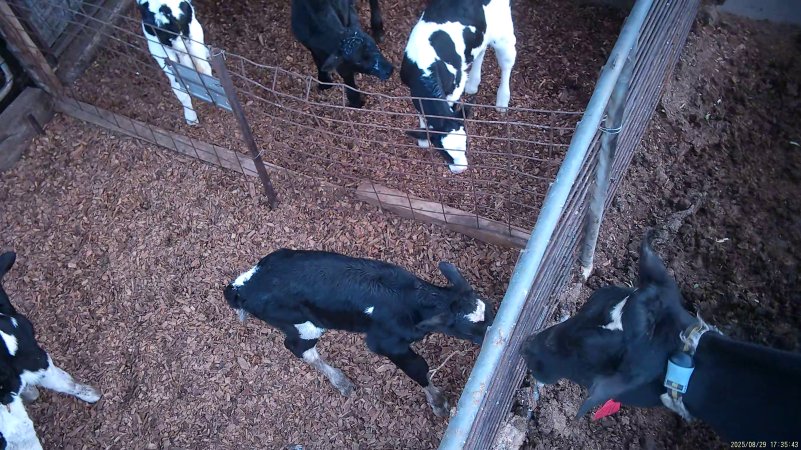 Mother cow looks at calves through fence