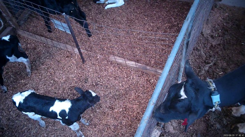 Mother cow looks at calves through fence