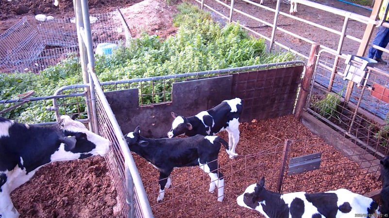 Mother cow looks at calves through fence