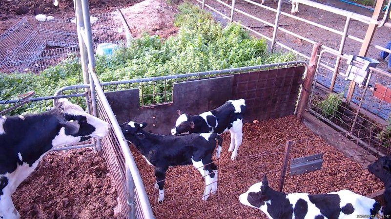 Mother cow looks at calves through fence