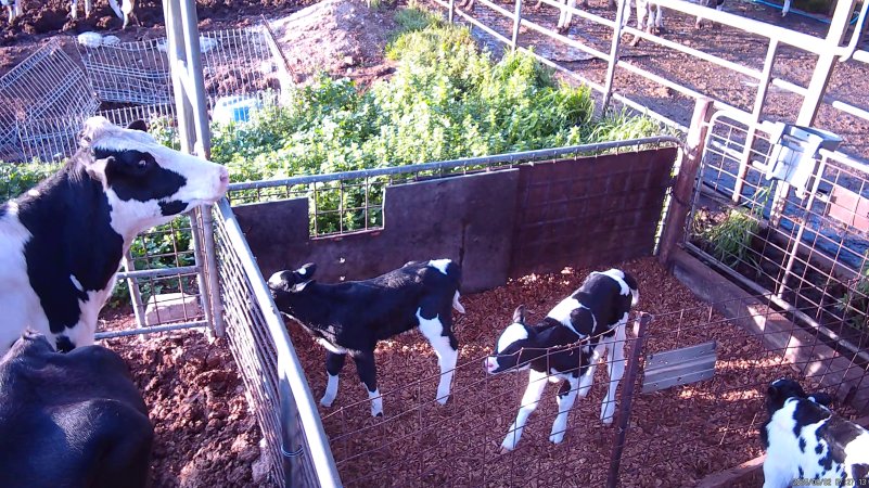 Mother cow looks at calves through fence
