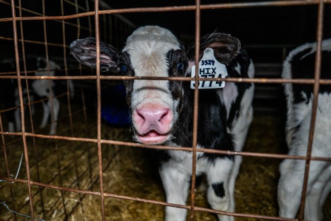 Calves in calf shed.