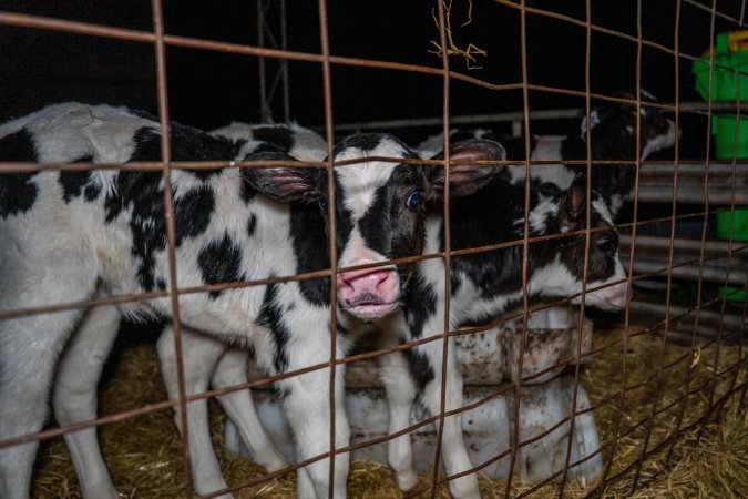 Calves in calf shed.