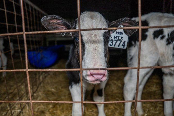 Calves in calf shed.