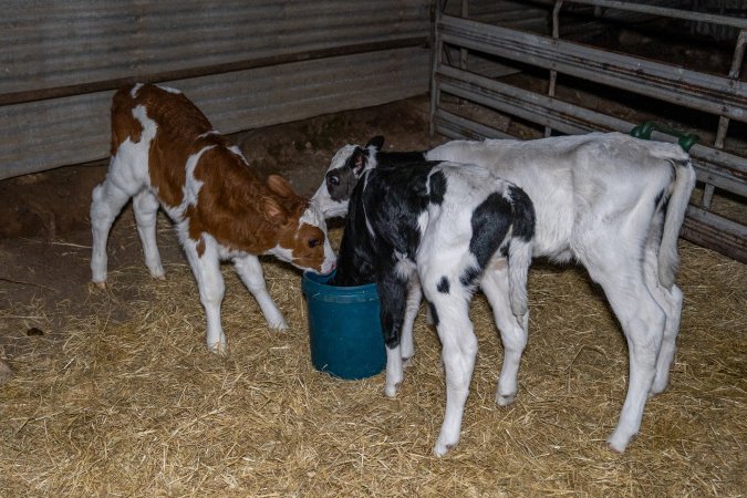 Calves in calf shed.