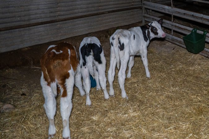 Calves in calf shed.