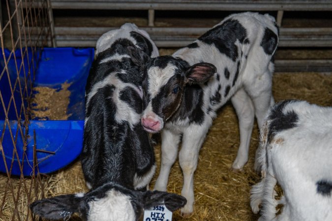 Calves in calf shed.