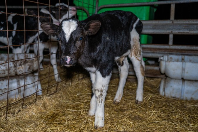 Calves in calf shed.