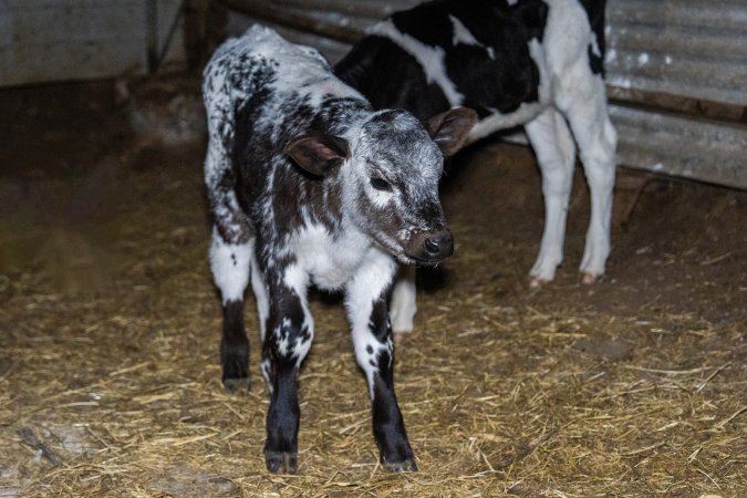 Calves in calf shed.
