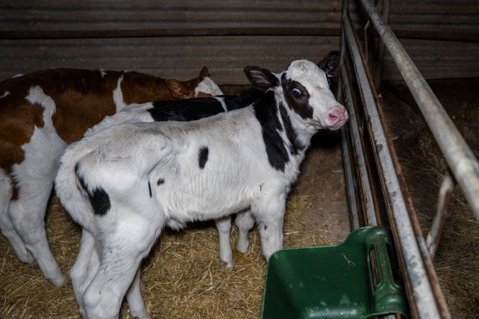 Calves in calf shed.