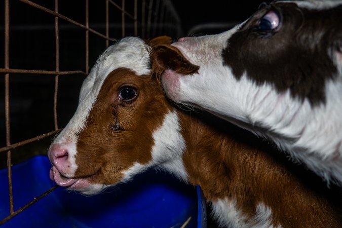 Calves in calf shed.