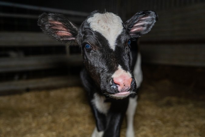Calves in calf shed.