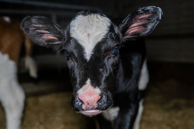 Calves in calf shed.