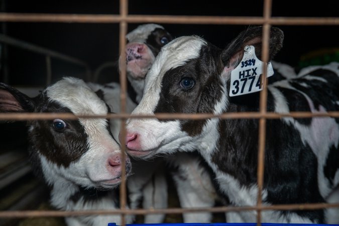 Calves in calf shed.