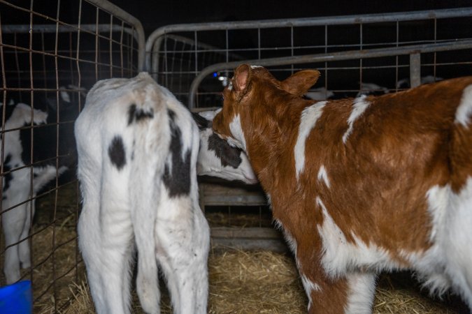 Calves in calf shed.