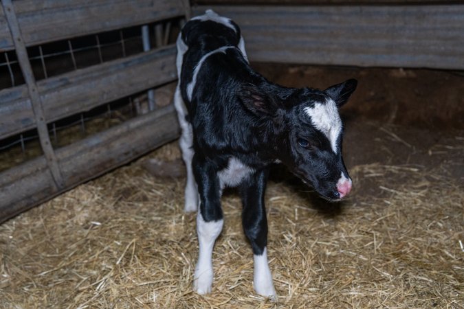 Calves in calf shed.