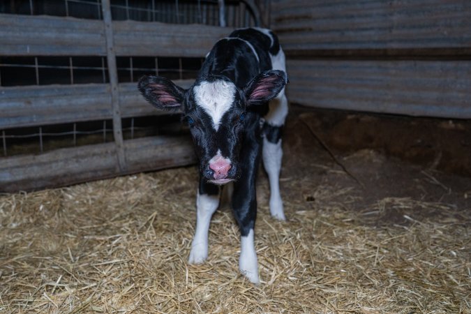 Calves in calf shed.