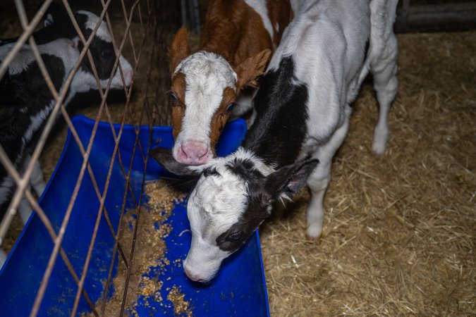 Calves in calf shed.