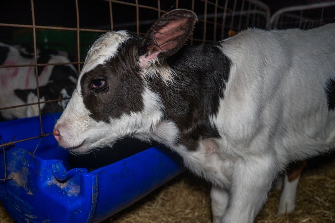 Calves in calf shed.