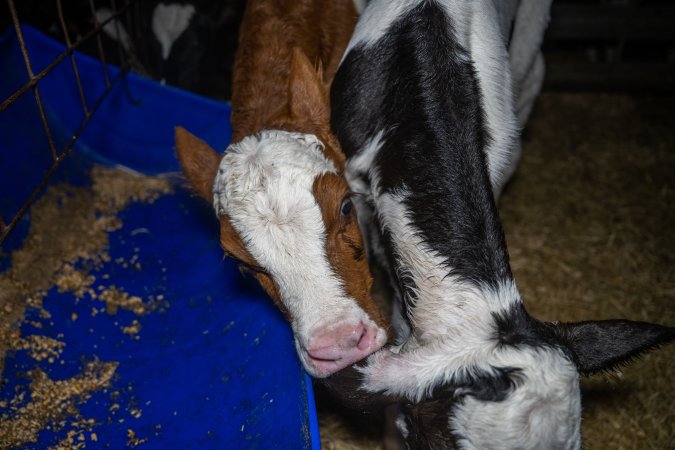 Calves in calf shed.