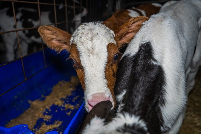 Calves in calf shed.