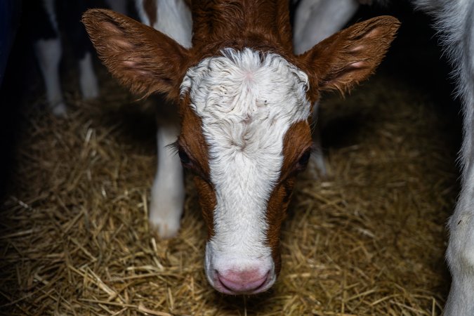 Calves in calf shed.
