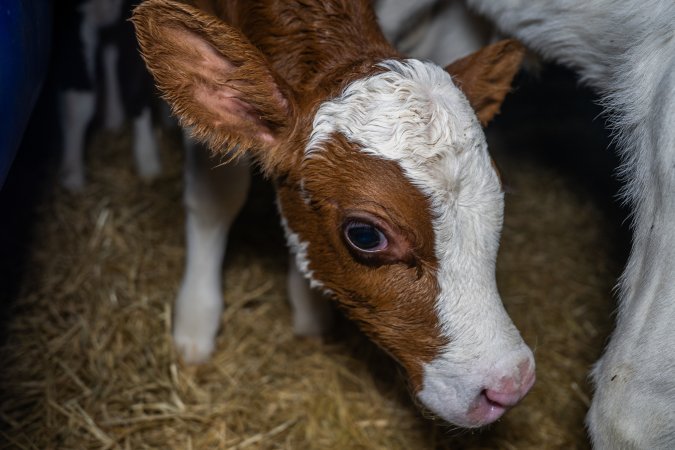 Calves in calf shed.