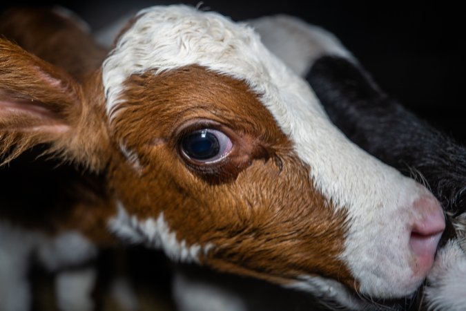 Calves in calf shed.