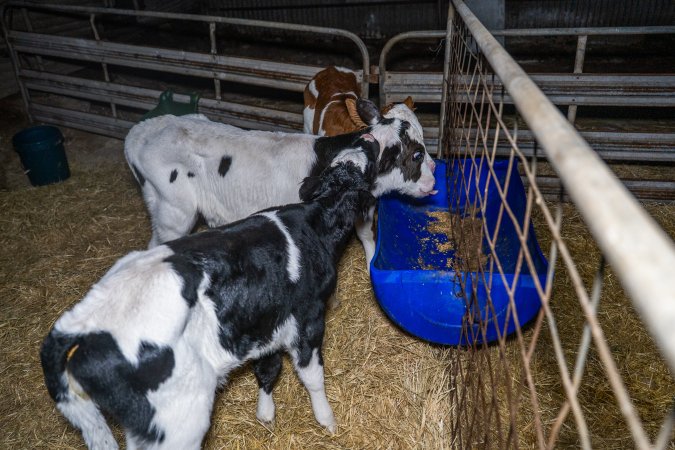 Calves in calf shed.