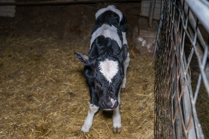Calves in calf shed.