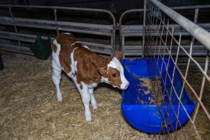 Calves in calf shed.