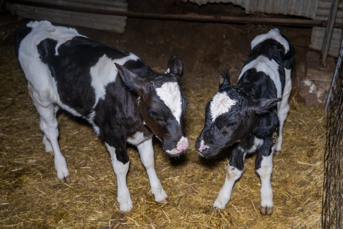 Calves in calf shed.