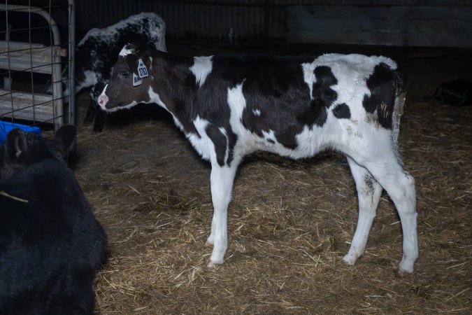 Calves in calf shed.