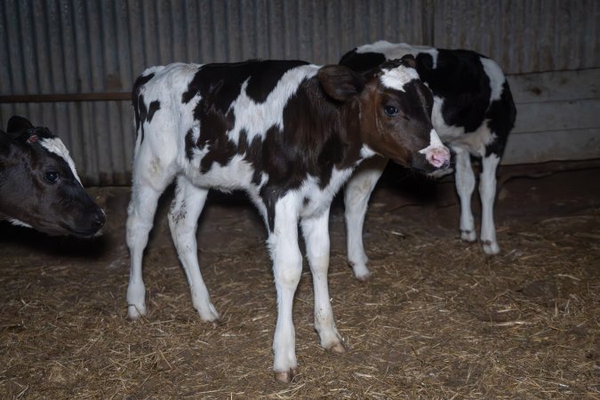 Calves in calf shed.