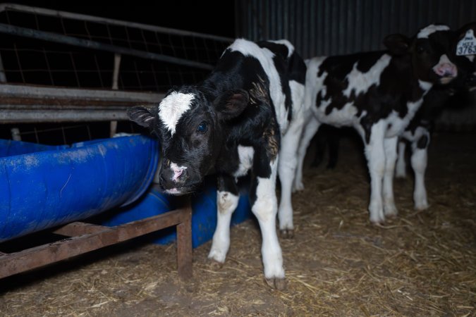 Calves in calf shed.