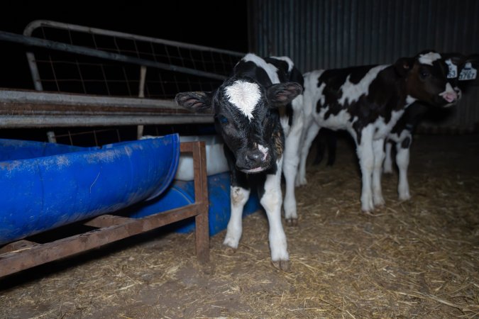 Calves in calf shed.