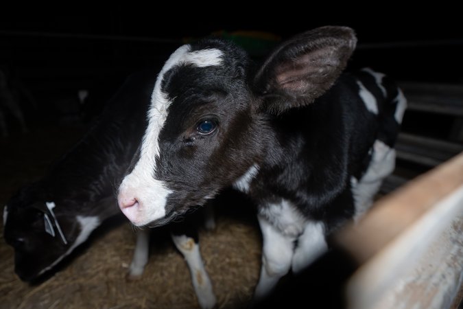 Calves in calf shed.