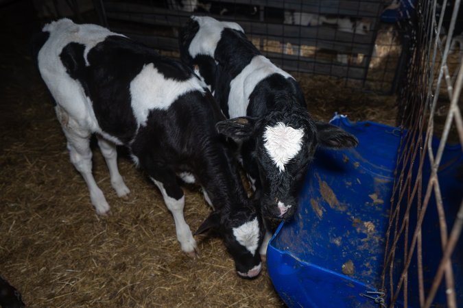 Calves in calf shed.