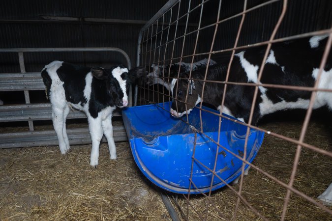 Calves in calf shed.