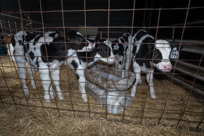 Calves in calf shed.