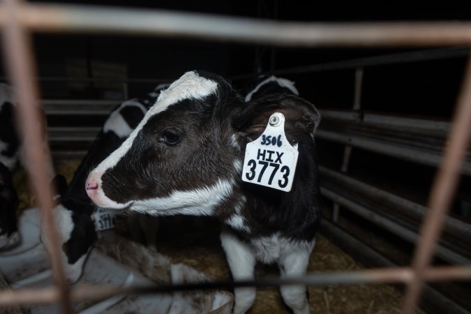 Calf with eartag
