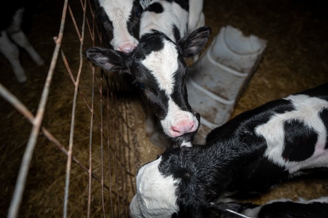 Calves in calf shed.