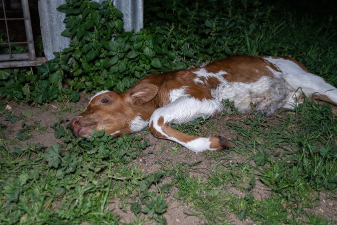 Dead calf