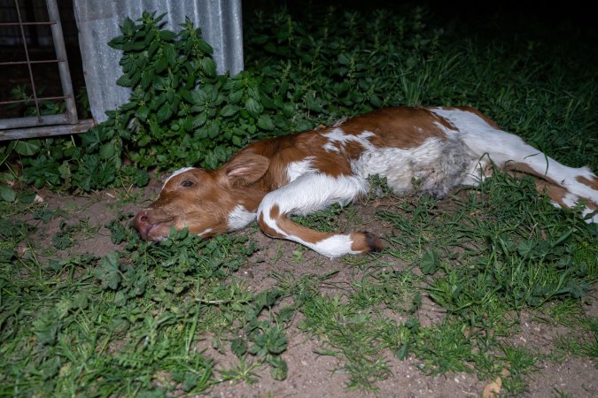 Dead calf