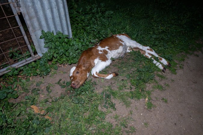 Dead calf
