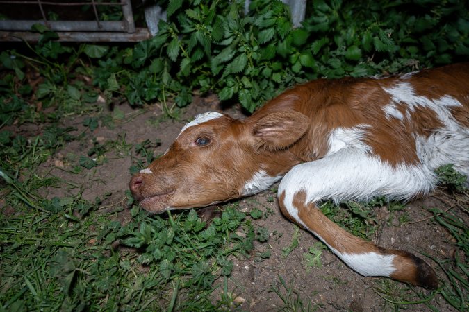 Dead calf