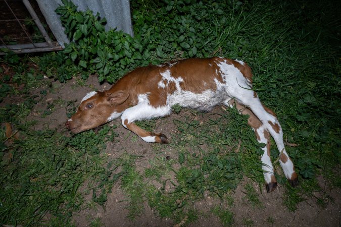 Dead calf