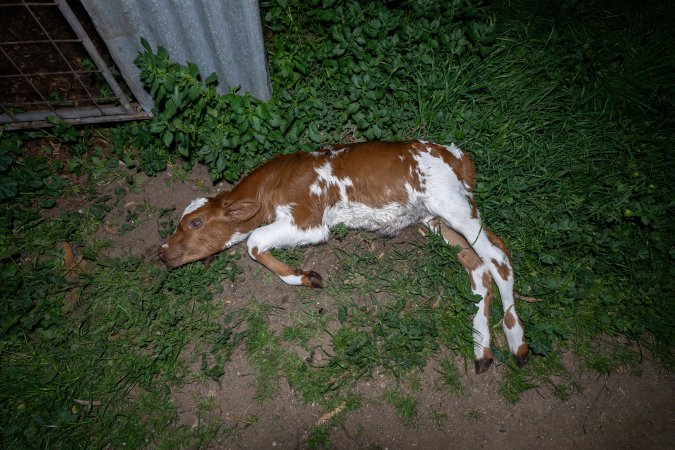 Dead calf