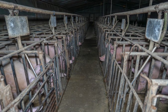 FTP Pig Industry Awards - 2025